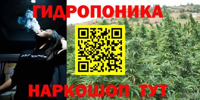 дмт Аргун